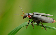 Soldier Beetle (Cantharis obscura)